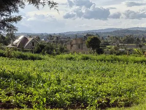 Quarter Acre Gikambura Kikuyu.