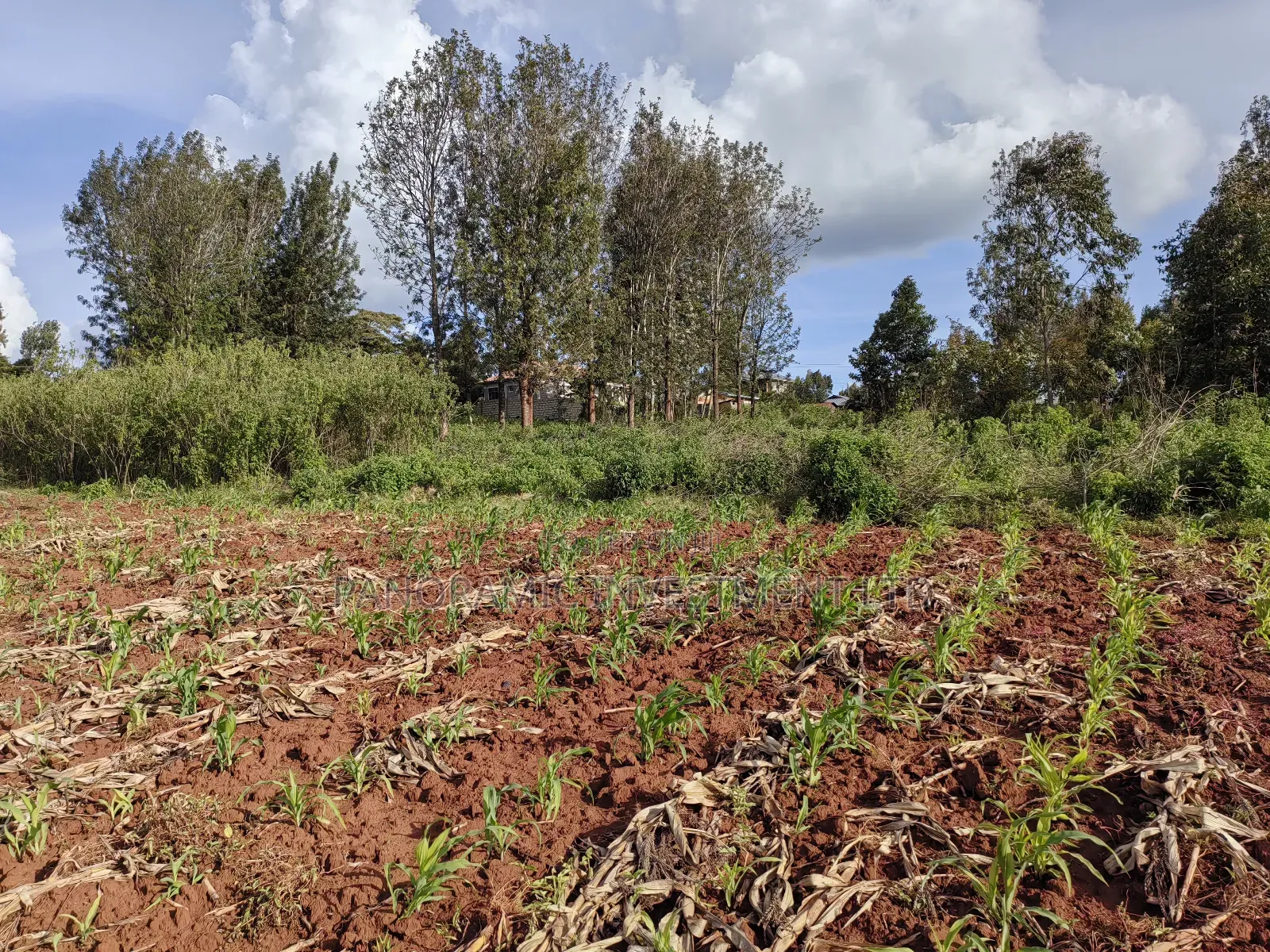 Quarter Acre Gikambura Kikuyu.