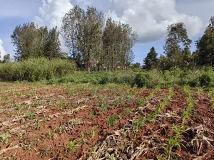 Quarter Acre Gikambura Kikuyu.