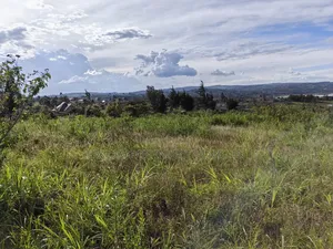 Quarter Acre Gikambura Kikuyu.