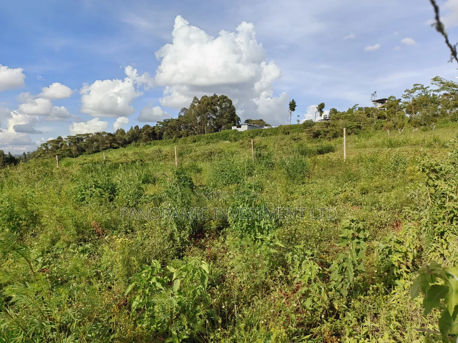 Quarter Acre Gikambura Kikuyu.