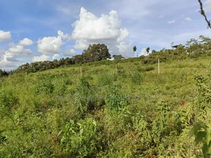 Quarter Acre Gikambura Kikuyu.