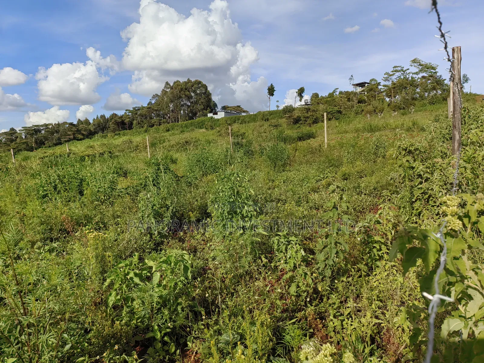 Quarter Acre Gikambura Kikuyu.