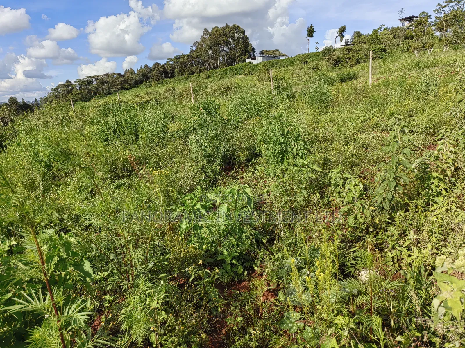 Quarter Acre Gikambura Kikuyu.