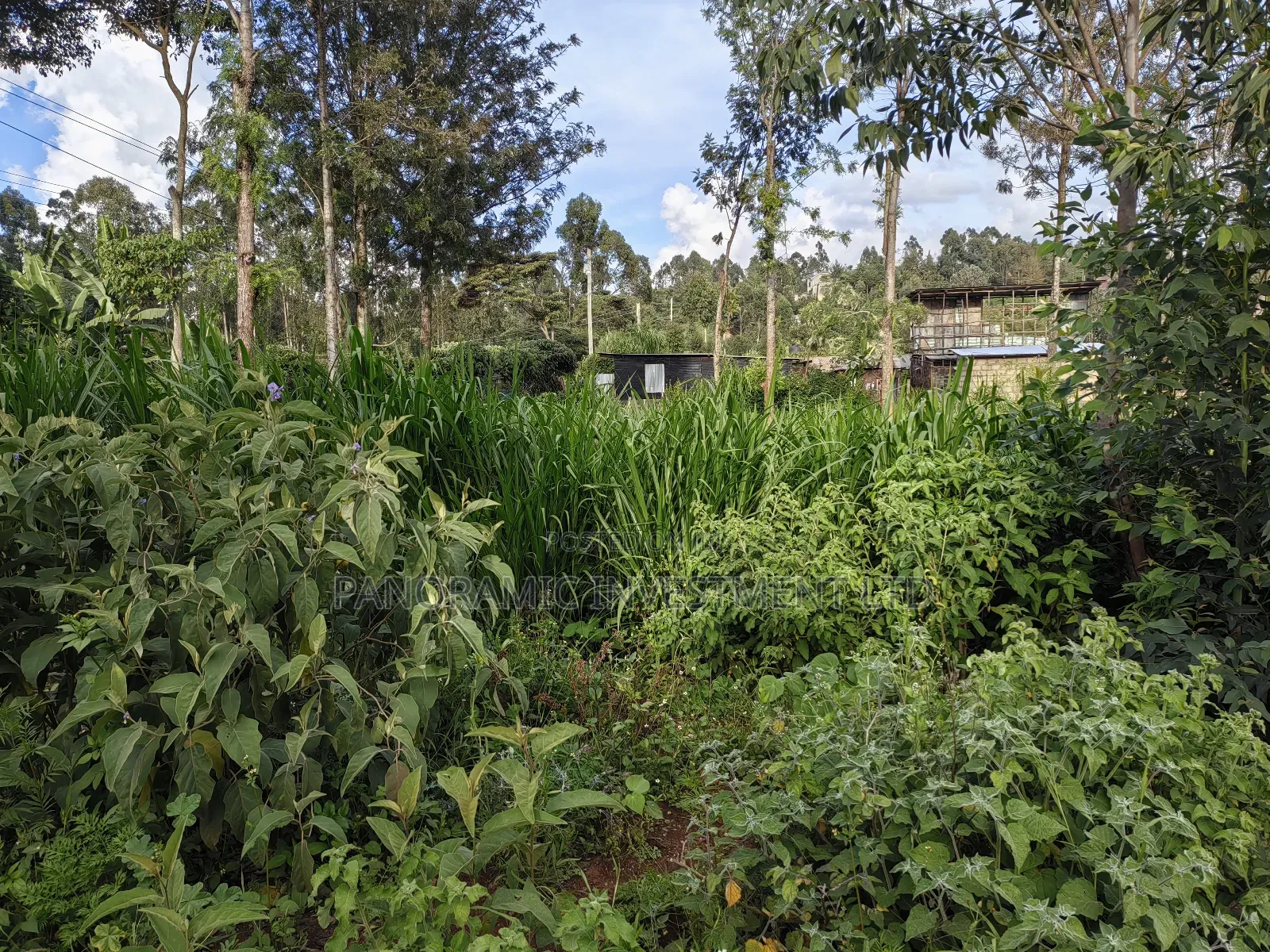 Quarter Acre Gikambura Kikuyu.