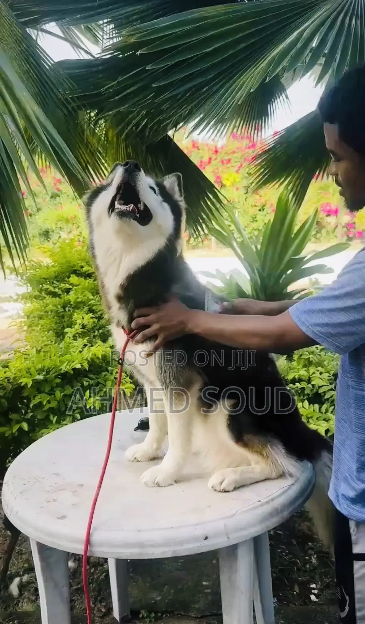 For Pets Services (Boarding, Grooming, Transport Walking)
