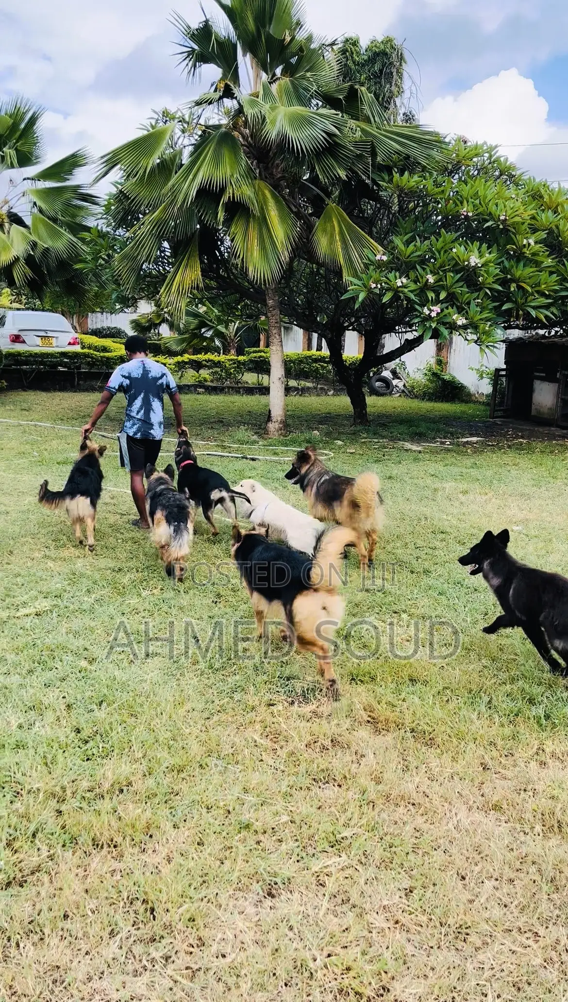 For Pets Services (Boarding, Grooming, Transport Walking)