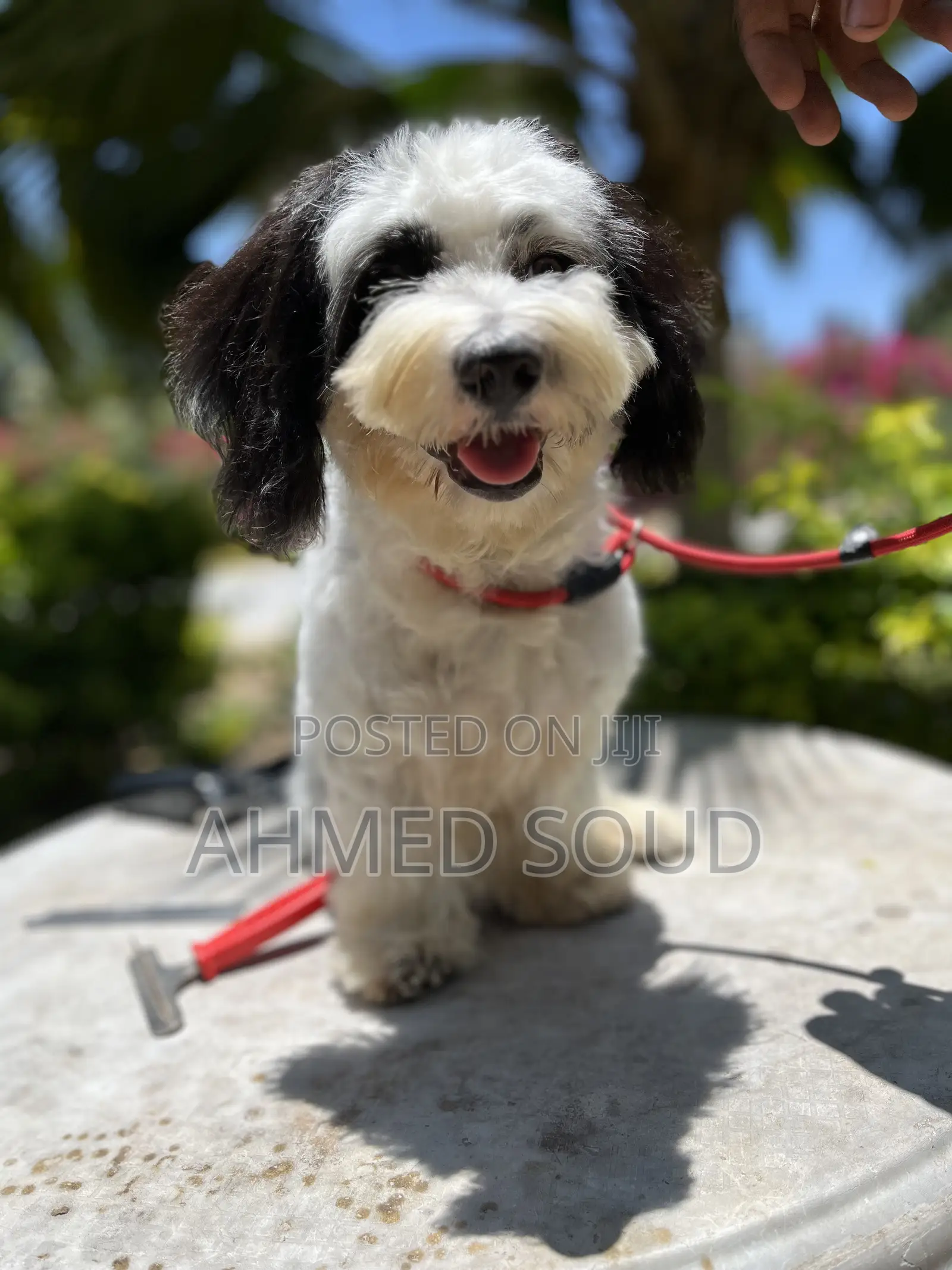 For Pets Services (Boarding, Grooming, Transport Walking)