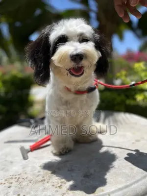 For Pets Services (Boarding, Grooming, Transport Walking)