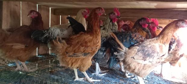 Mature Chicken