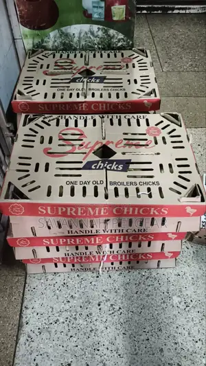 Supreme Chicks One-Day-Old Broiler Chicks for Meat Production
