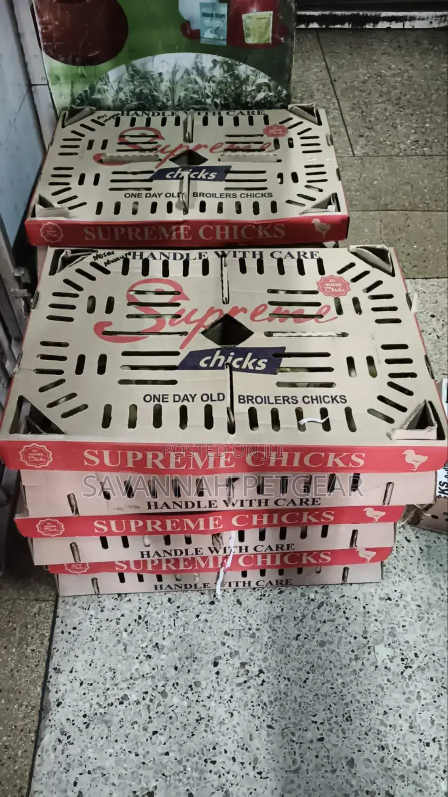 Supreme Chicks One-Day-Old Broiler Chicks for Meat Production