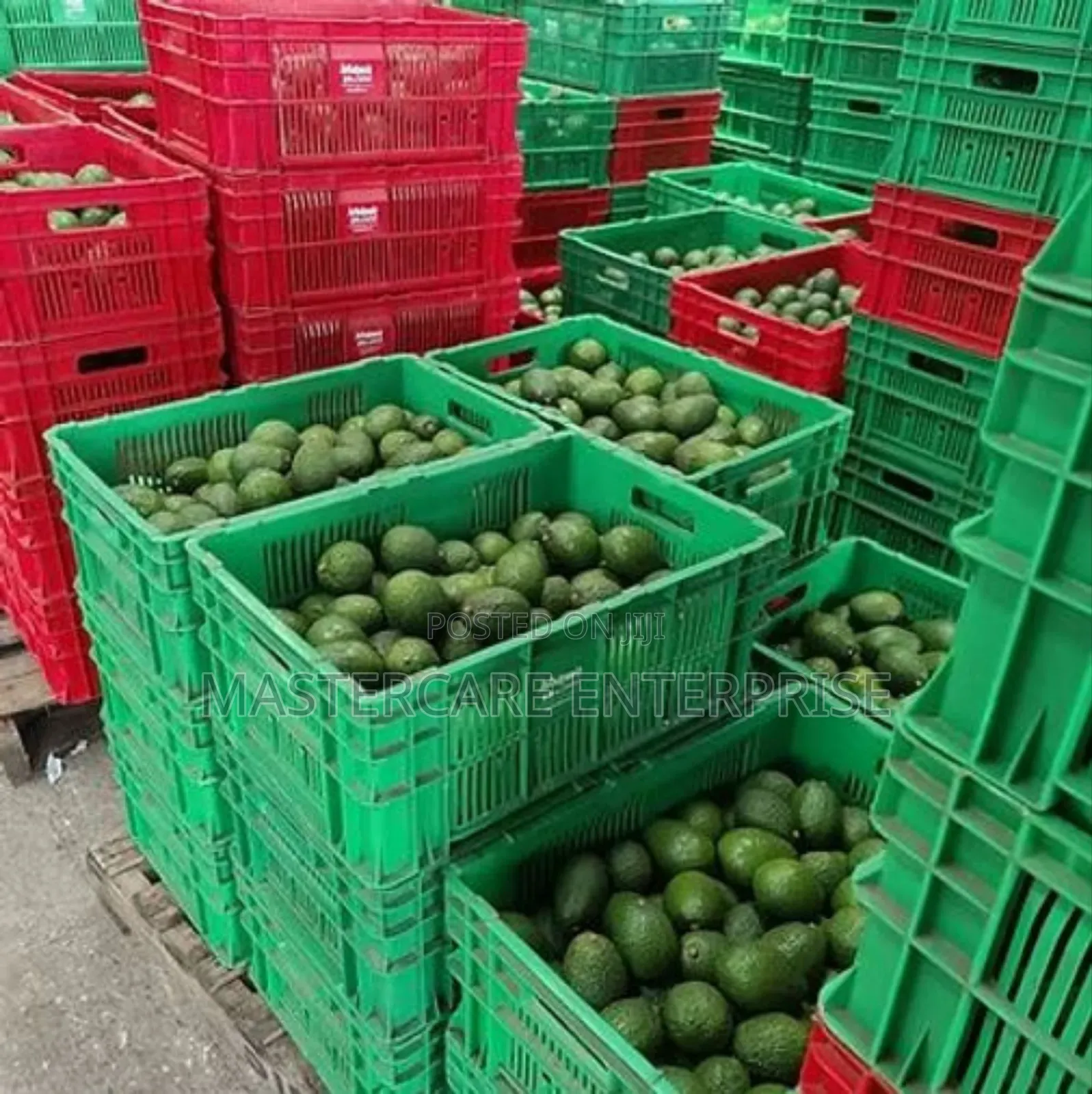 Avocado Crates Medium Size