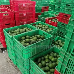 Avocado Crates Medium Size