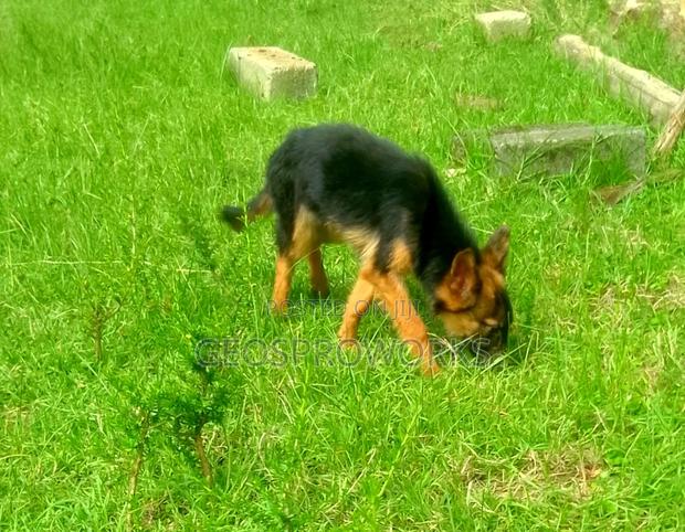 3-6 months Male Purebred German Shepherd