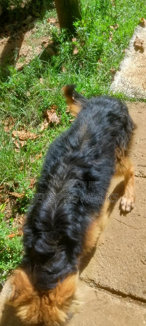 3-6 months Male Purebred German Shepherd - thumbnail 2
