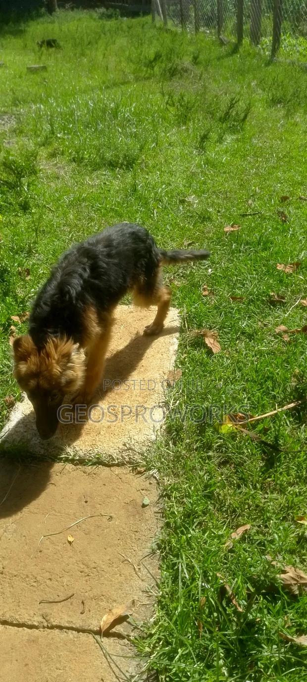 3-6 months Male Purebred German Shepherd - thumbnail 4