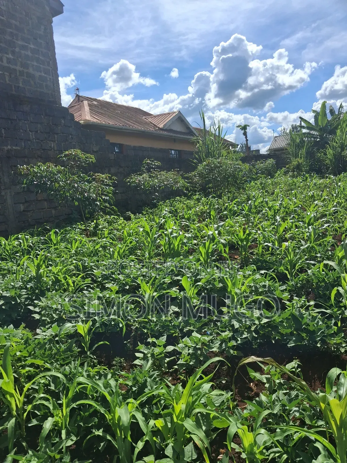 Ruiru Mugutha Eden Estate 50×120 Ready Title