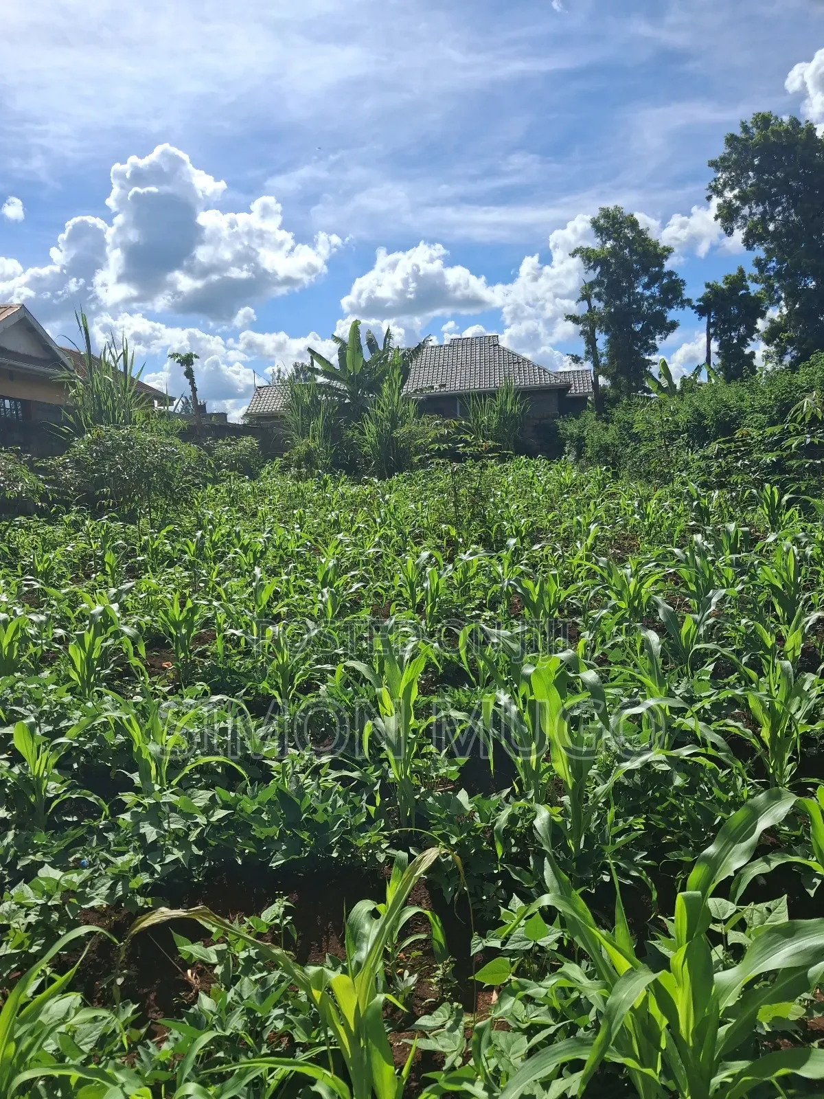 Ruiru Mugutha Eden Estate 50×120 Ready Title