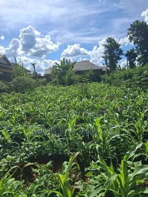 Ruiru Mugutha Eden Estate 50×120 Ready Title