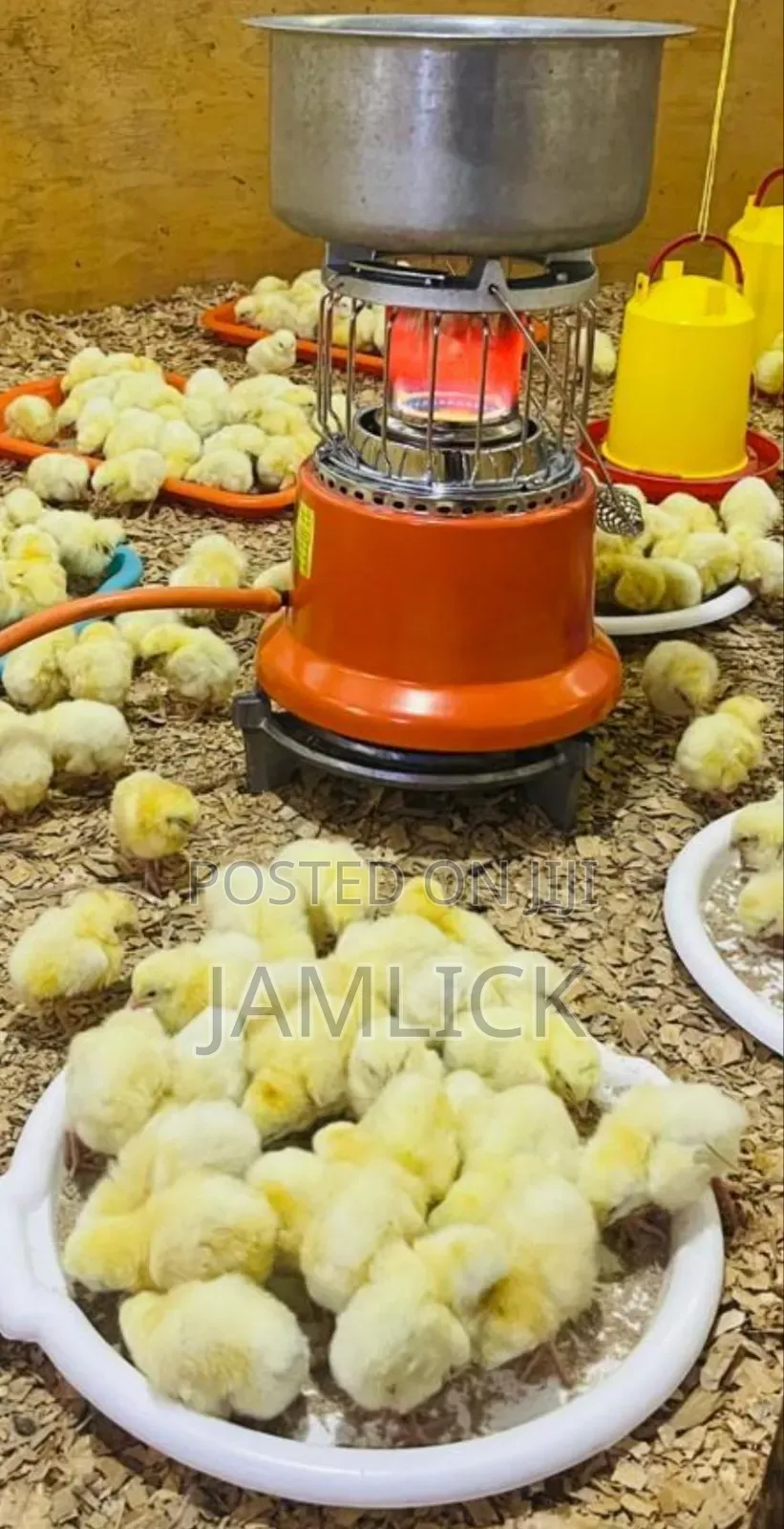 Ampia Advanced Gas Chick Brooder, Cooker Heater - Dv