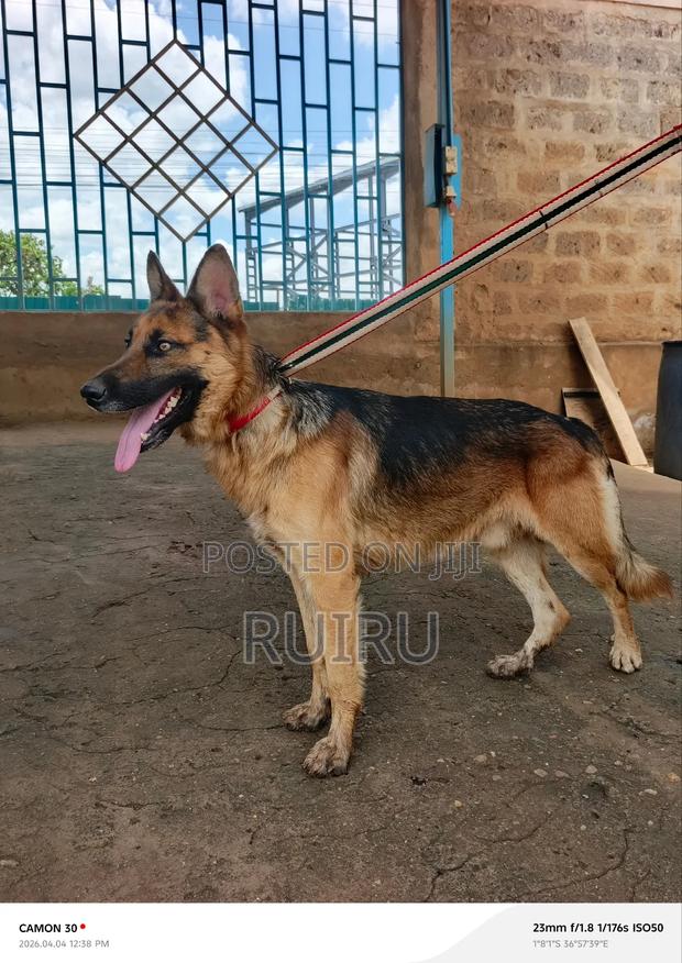 1+ year Male Purebred German Shepherd