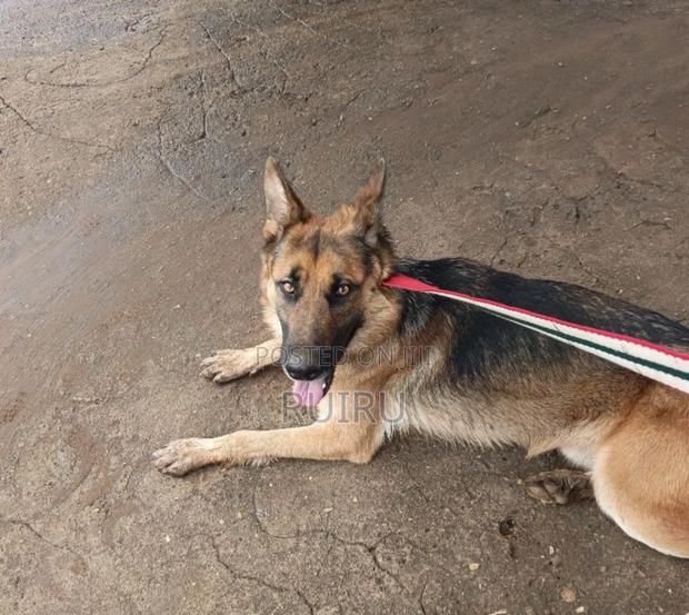 1+ year Male Purebred German Shepherd - thumbnail 2