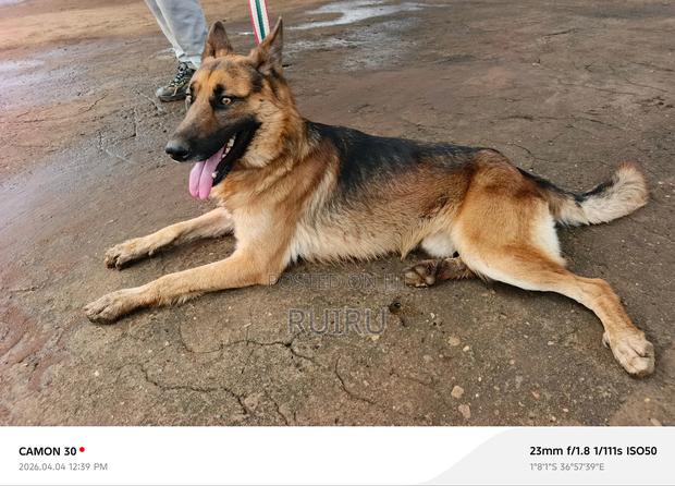 1+ year Male Purebred German Shepherd - thumbnail 4