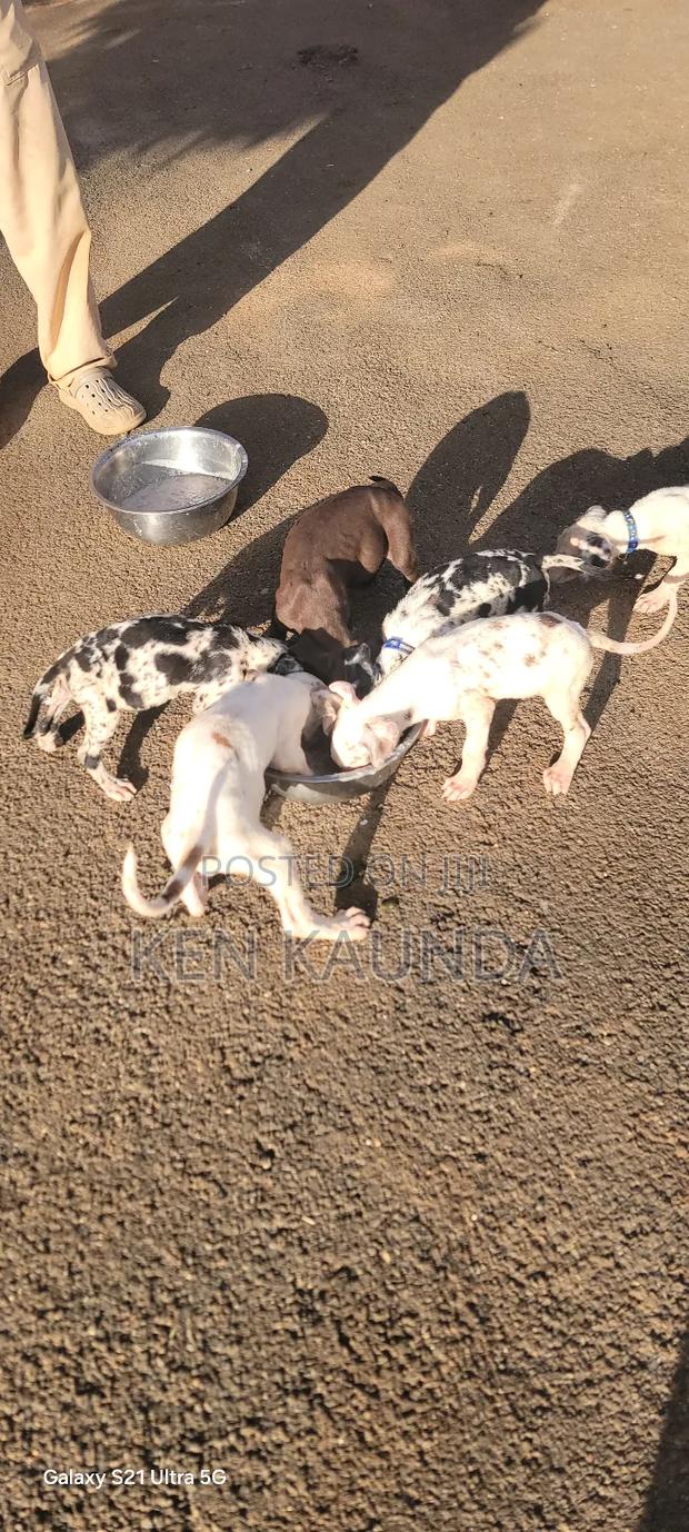 1-3 months Male Purebred Great Dane