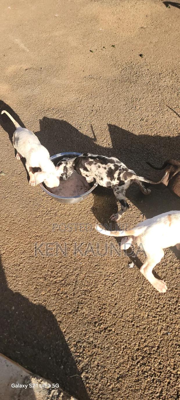 1-3 months Male Purebred Great Dane - thumbnail 2