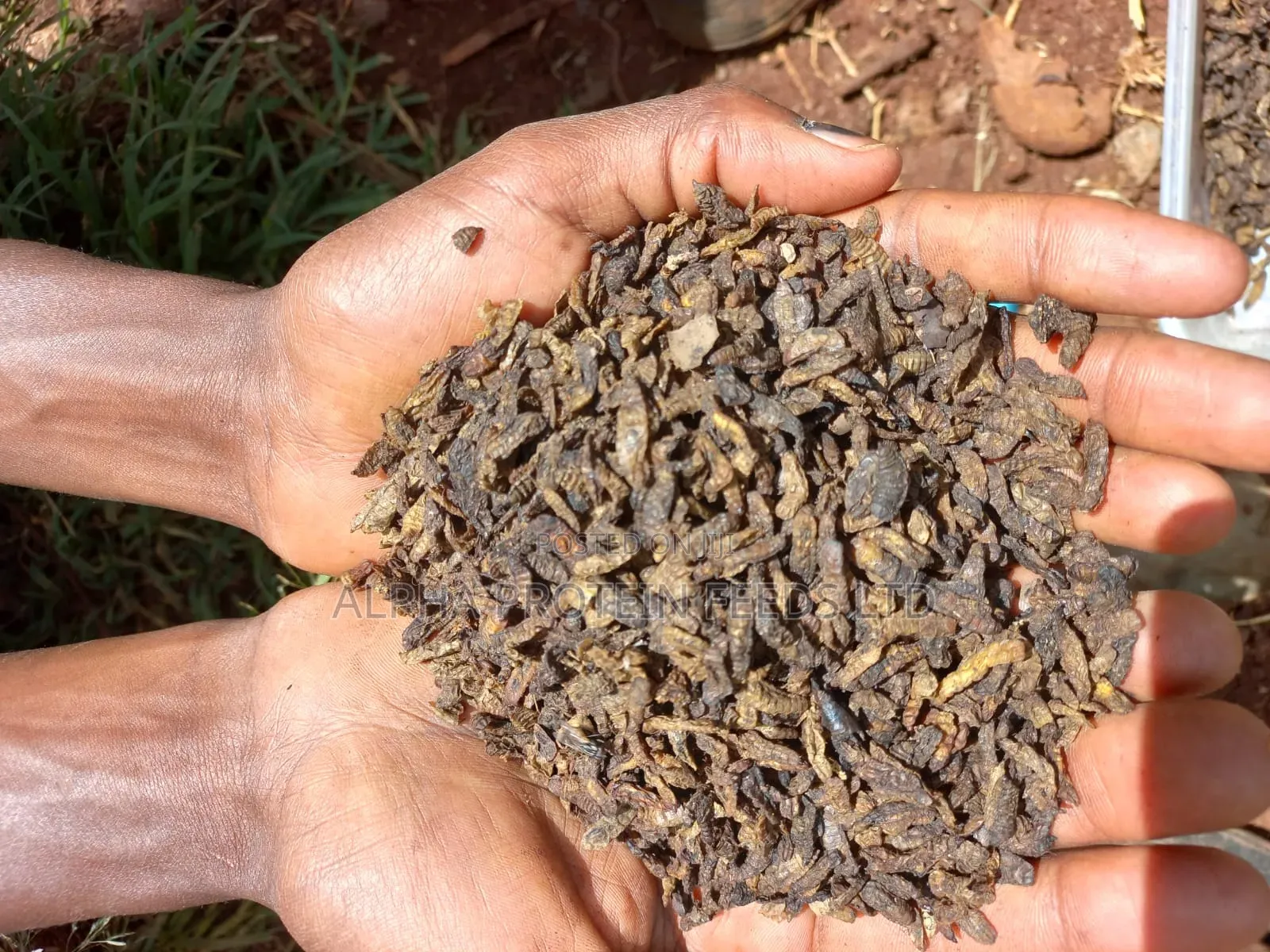 BSF Dried Larvae