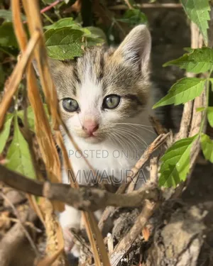 1-3 months Female Purebred Tabby