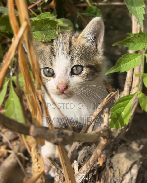 1-3 months Female Purebred Tabby