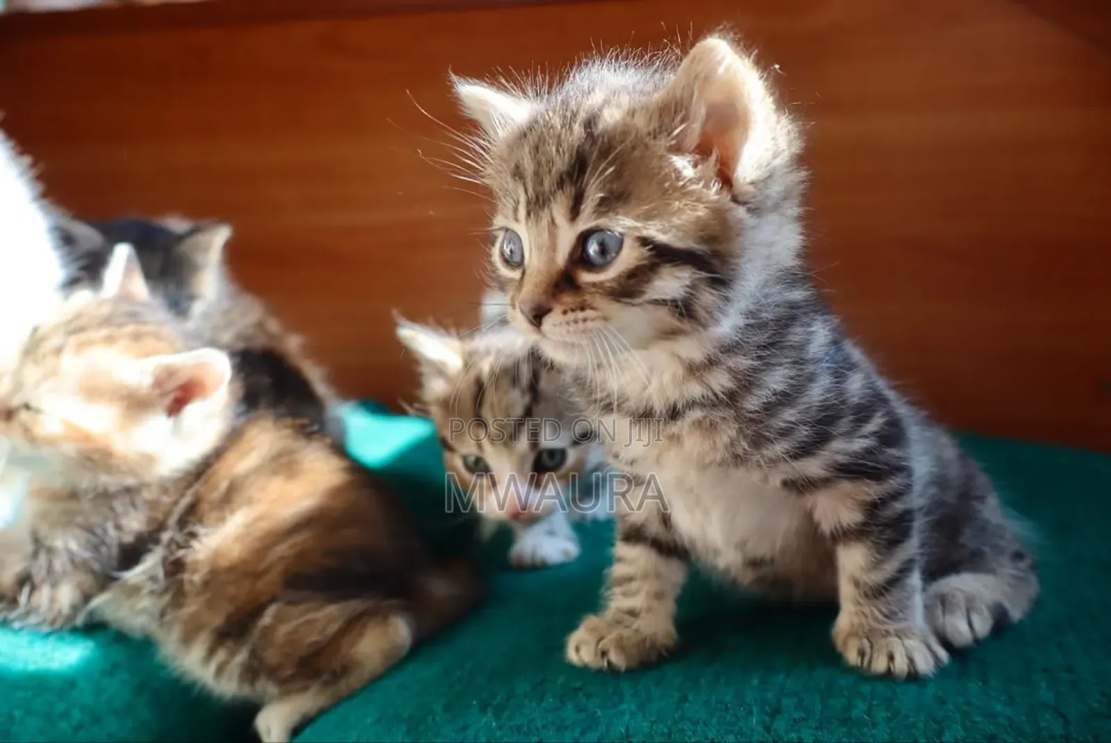 1-3 months Female Purebred Tabby