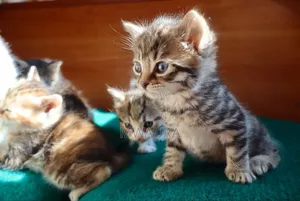 1-3 months Female Purebred Tabby