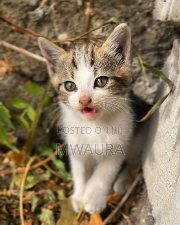 1-3 months Female Purebred Tabby - thumbnail 4