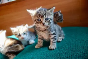 1-3 months Female Purebred Tabby
