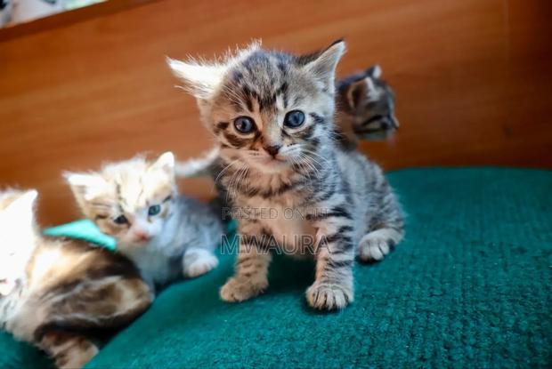 1-3 months Female Purebred Tabby - thumbnail 5