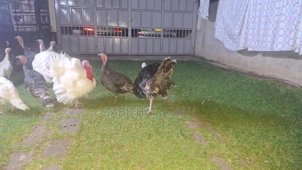 Turkey Birds