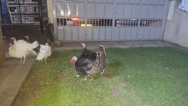 Turkey Birds - thumbnail 2