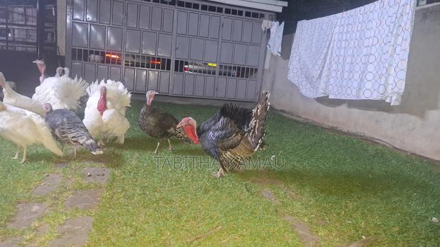 Turkey Birds - thumbnail 3