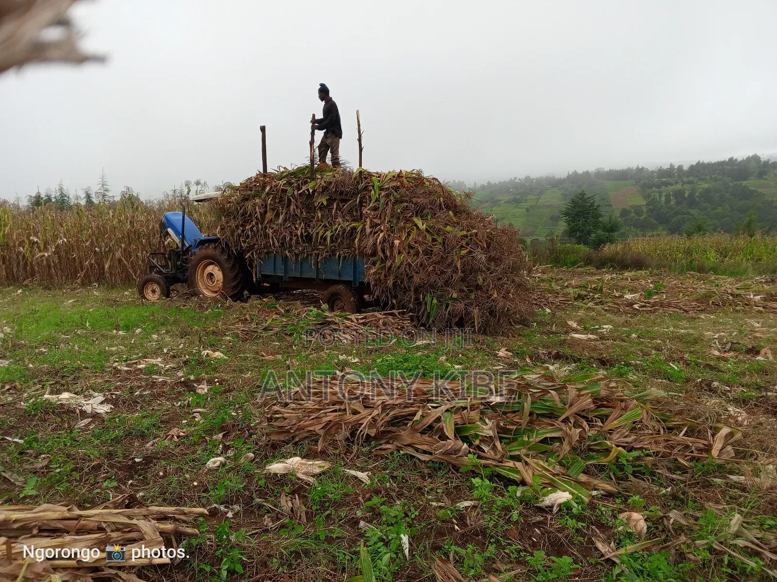 Clean Land Has House Which in Good Condition Fertil Land