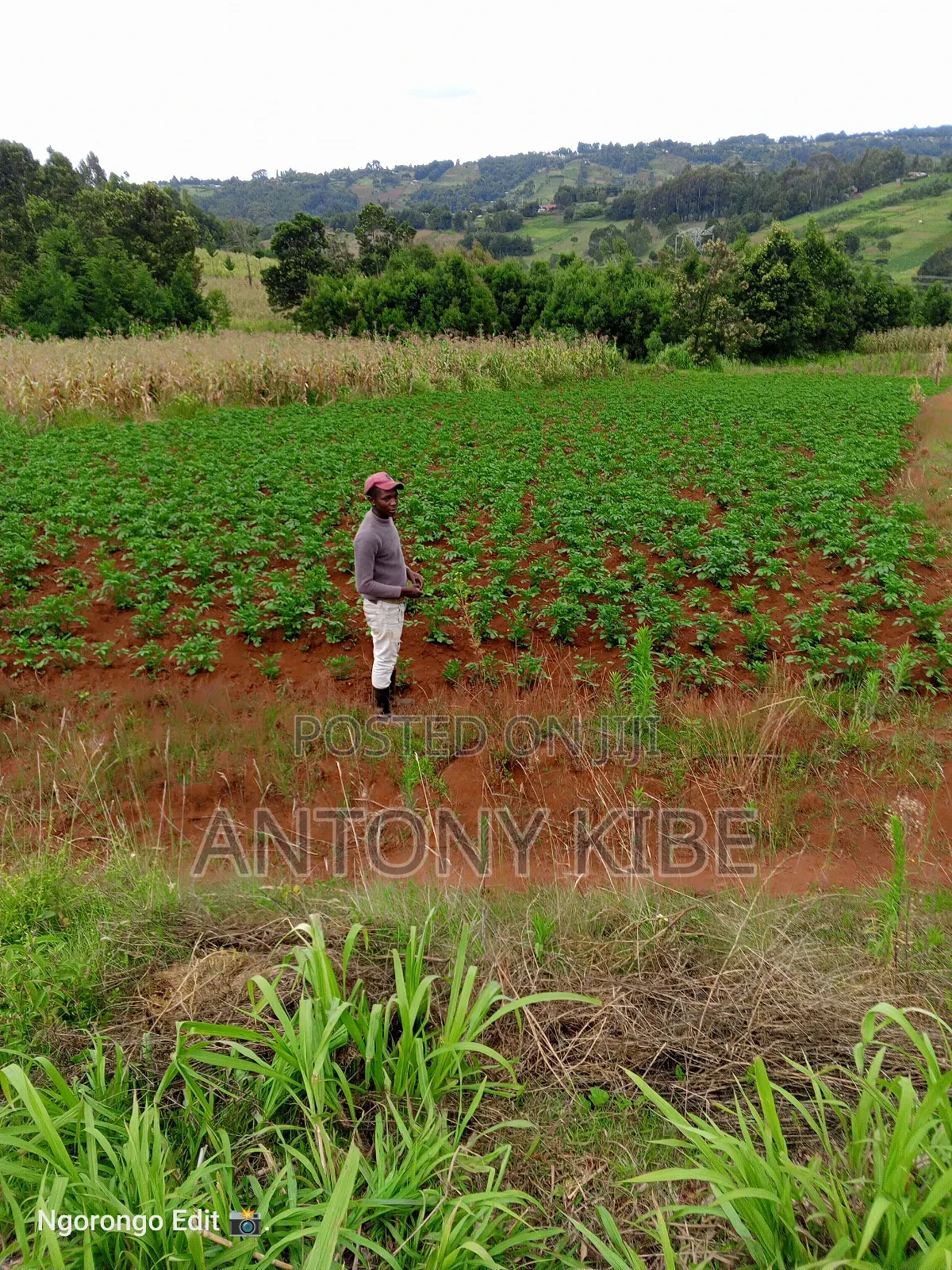 Clean Land Has House Which in Good Condition Fertil Land