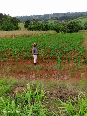 Clean Land Has House Which in Good Condition Fertil Land