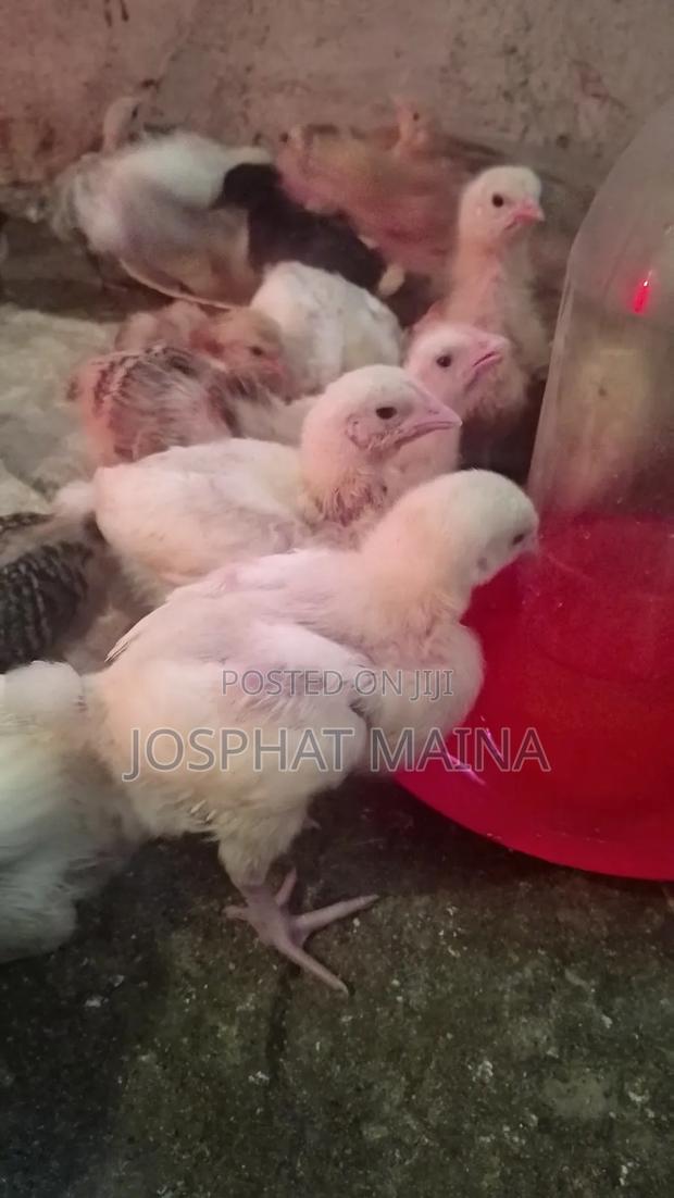 Sion Poultry Farm