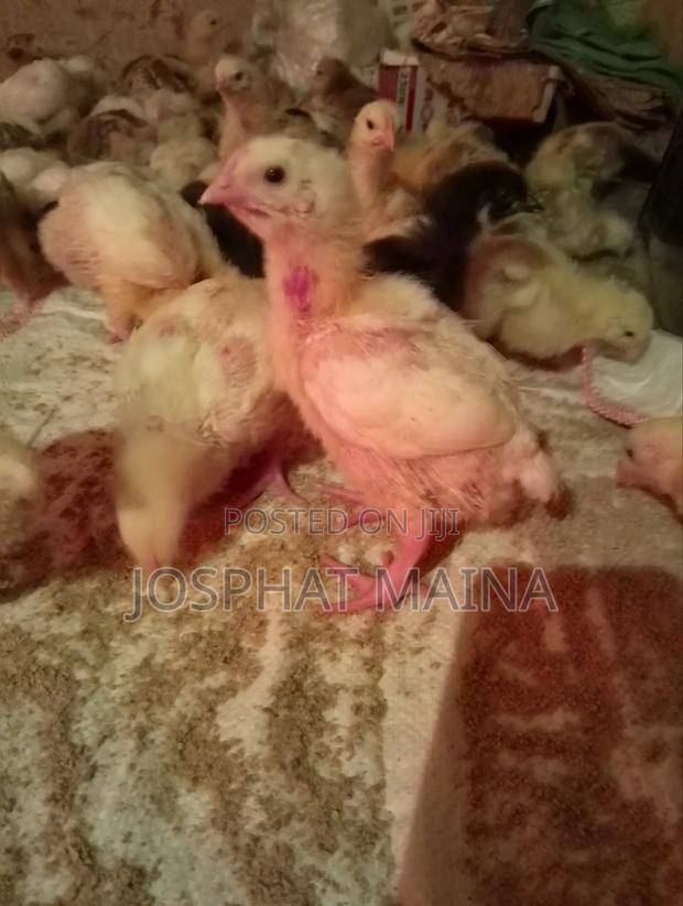 Sion Poultry Farm - thumbnail 2