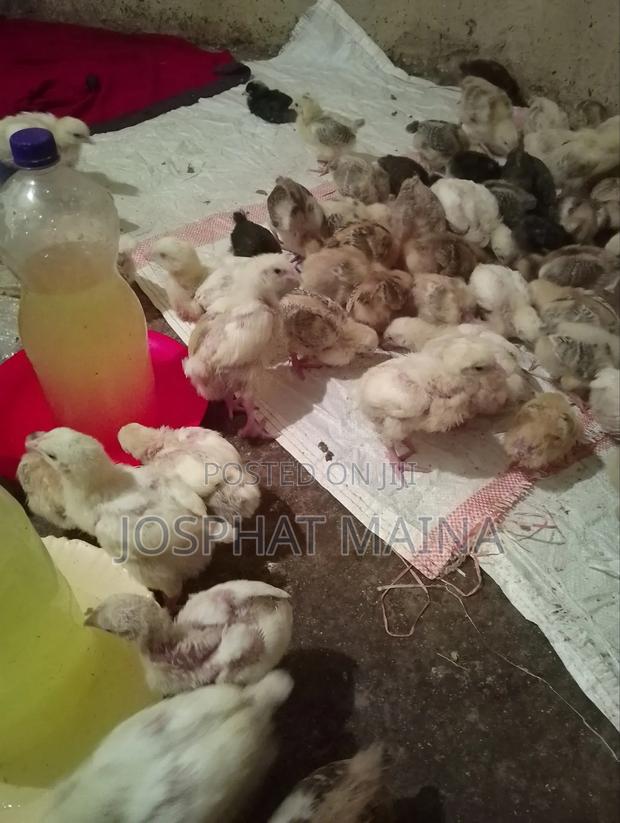 Sion Poultry Farm - thumbnail 3