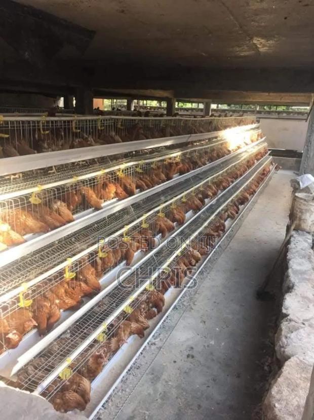 Chicken Cages - thumbnail 3