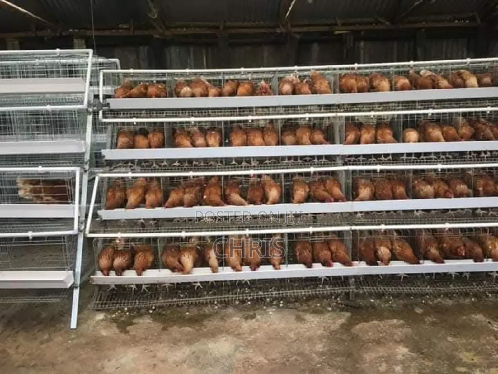 Chicken Cages