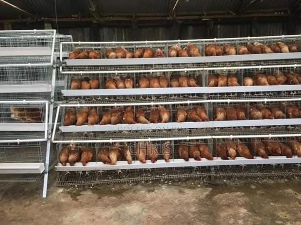 Chicken Cages - thumbnail 4